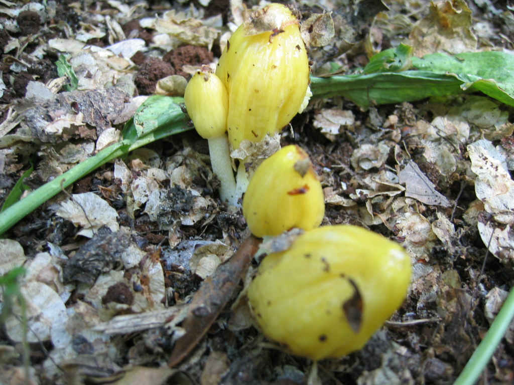 2005 :  Un anno di funghi